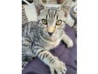 Adopt Tiger a Tiger Striped American Shorthair / Mixed (short coat) cat in