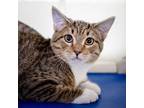 Adopt Skeeter a Domestic Shorthair / Mixed (short coat) cat in St.