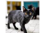Adopt Cherokee a Domestic Shorthair / Mixed (short coat) cat in St.