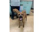 Adopt Savana a Red/Golden/Orange/Chestnut Boxer / Mixed dog in Madera