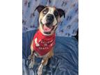 Adopt Winnie a Shepherd (Unknown Type) / Boxer / Mixed dog in Richmond