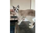 Adopt MAUI a Cream or Ivory (Mostly) Snowshoe (short coat) cat in Downey
