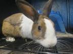 Adopt RUDY a Other/Unknown / Mixed (medium coat) rabbit in Tustin, CA (39087333)