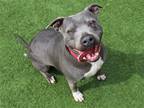 Adopt JEANIE a Gray/Blue/Silver/Salt & Pepper Pit Bull Terrier / Mixed dog in