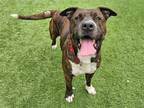 Adopt YOGI a Brown/Chocolate Pit Bull Terrier / Boxer / Mixed dog in Tustin