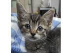 Adopt Purrito a Gray, Blue or Silver Tabby Domestic Shorthair (short coat) cat