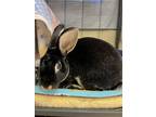 Adopt 2308-1635 Riley a Silver Fox / Mixed rabbit in Virginia Beach