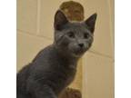 Adopt Koala a Gray or Blue Domestic Shorthair / Mixed cat in Waynesboro