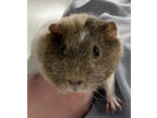 Adopt Rosemary a Brown or Chocolate Guinea Pig / Guinea Pig / Mixed small animal