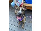 Adopt Little Baby a Brindle American Pit Bull Terrier / Mixed dog in
