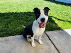 Adopt Vinny a Black - with White Border Collie / Mixed Breed (Medium) dog in