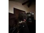 Adopt Dairy a Brindle - with White American Pit Bull Terrier / Mixed dog in