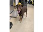 Adopt Tazz a Brown/Chocolate Doberman Pinscher / Mixed dog in Fort Worth