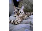 Adopt Kobe a Cream or Ivory (Mostly) Bengal / Mixed cat in Bedford