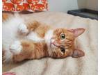 Adopt Annabelle a Orange or Red Tabby Domestic Shorthair (short coat) cat in