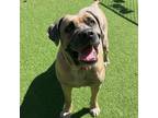 Adopt Juno a Tan/Yellow/Fawn Mastiff / Mixed dog in Jupiter, FL (39091667)