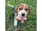 Adopt Andrea Pup: Astro a Black Beagle / Mixed dog in Arlington, VA (39109595)