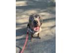 Adopt Bear a Gray/Silver/Salt & Pepper - with White American Pit Bull Terrier /