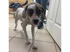 Adopt Praline a White - with Tan, Yellow or Fawn Boxer / Mixed dog in