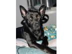 Adopt Alora a Black Labrador Retriever / German Shepherd Dog / Mixed dog in