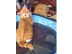 Adopt Tortellini a Orange or Red Tabby American Shorthair (short coat) cat in