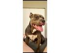 Adopt Cesar a Gray/Blue/Silver/Salt & Pepper American Pit Bull Terrier / Mixed