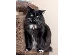 Adopt Luna a Black & White or Tuxedo Domestic Longhair / Mixed (long coat) cat