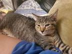 Adopt Lasagna a Brown Tabby American Shorthair (short coat) cat in Oceanside