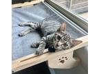 Adopt Tiana Callisto a Brown Tabby Domestic Shorthair / Mixed (short coat) cat