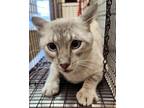 Adopt Manny a Siamese / Mixed cat in Birmingham, AL (39109353)