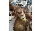 Adopt Leo a Orange or Red Tabby American Shorthair / Mixed (short coat) cat in