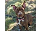 Adopt Linah a Brown/Chocolate American Staffordshire Terrier / Mixed dog in