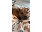 Adopt Sprout (special needs) a Tan/Yellow/Fawn American Staffordshire Terrier /