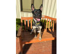 Adopt Sweet Pea a Black Australian Cattle Dog / Mixed dog in Quincy