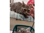 Adopt Violet a Tan or Fawn Domestic Shorthair / Domestic Shorthair / Mixed cat