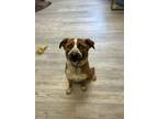 Adopt Poppy a Brown/Chocolate Australian Shepherd / Mixed dog in South Bend