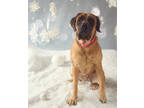 Adopt PEANUT a Tan/Yellow/Fawn Mastiff / Mixed dog in Philadelphia