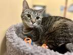 Adopt Edna a Tiger Striped Domestic Shorthair (short coat) cat in Sharon Center