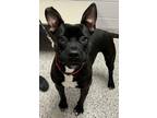 Adopt Coral a Black - with White Terrier (Unknown Type, Medium) / Boxer / Mixed