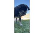 Adopt Stevie a Black Pug / Mixed dog in Surprise, AZ (39109018)