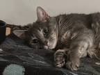 Adopt Willow a Gray, Blue or Silver Tabby American Shorthair / Mixed (short