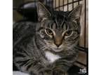 Adopt Fancy Truffle a Brown Tabby Domestic Shorthair / Mixed (short coat) cat in