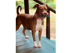 Adopt Hazel a Brown/Chocolate - with White American Pit Bull Terrier / Poodle