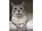 Adopt Timber a Cream or Ivory Siamese / Domestic Shorthair / Mixed cat in