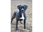 Adopt Beatrice - Adoptable a Boxer / Mixed Breed (Medium) / Mixed dog in