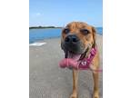 Adopt Bailey a Brown/Chocolate Mastiff / Mixed dog in La Grange Highlands