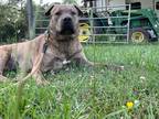 Adopt Bubba Gump a Brindle Mastiff / American Staffordshire Terrier / Mixed dog
