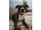 Adopt Ozzy a Brindle - with White Boxer / Staffordshire Bull Terrier / Mixed dog