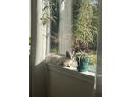 Adopt Ponyo a Calico or Dilute Calico Siamese / Mixed (short coat) cat in