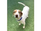 Adopt Elsa a White - with Brown or Chocolate Hound (Unknown Type) / Mixed Breed